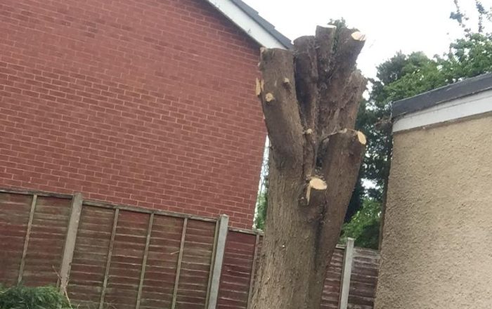 Tree cut back to the main trunk